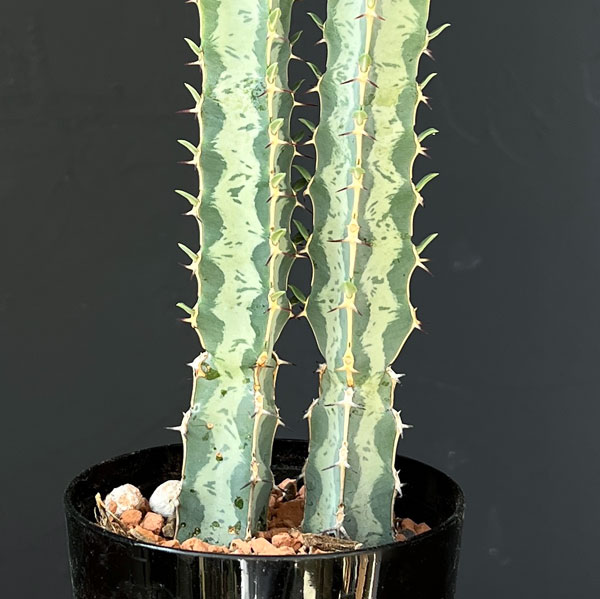 ユーフォルビア：氷河(ヒョウガ)　3号鉢植え