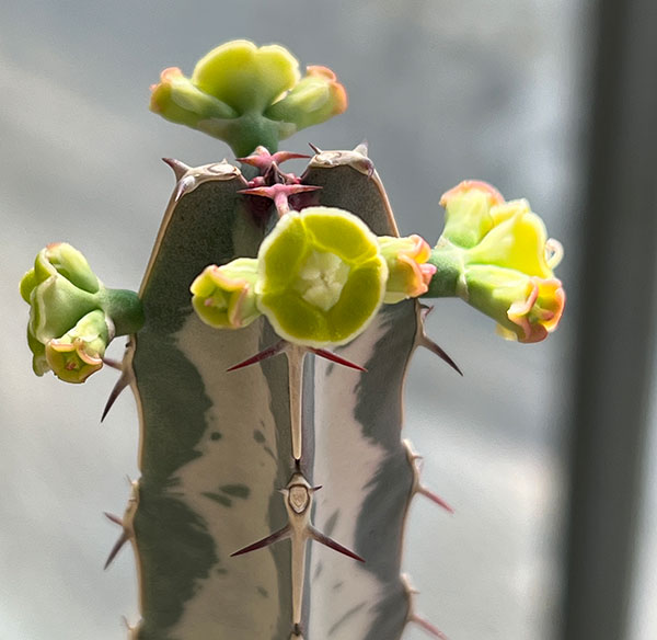 ユーフォルビア：氷河(ヒョウガ)　3号鉢植え