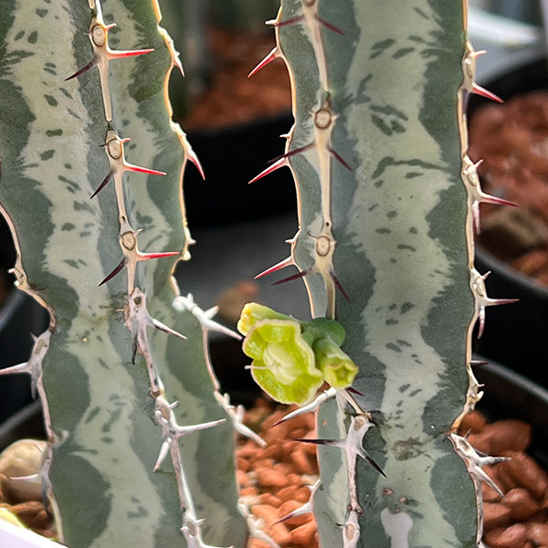 ユーフォルビア：氷河(ヒョウガ)　3号鉢植え