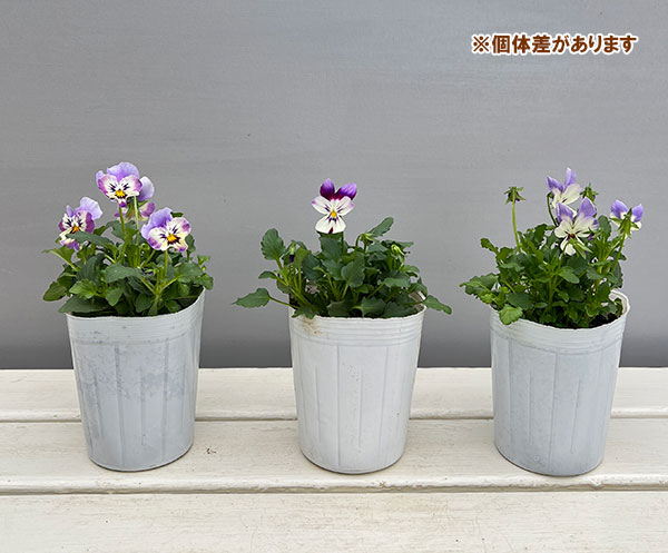 ビオラ：アピスグレイス3号ロングポット 12株セット