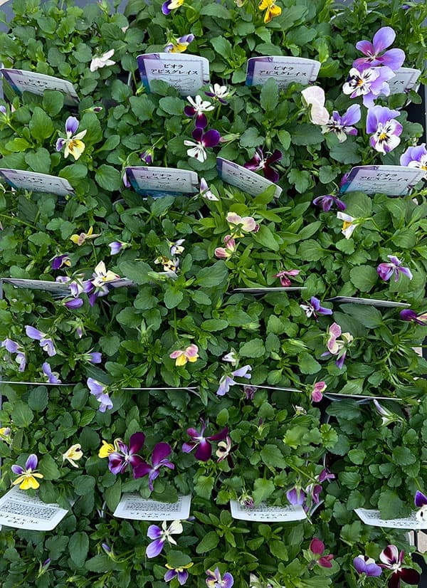 ビオラ：アピスグレイス3号ロングポット 12株セット