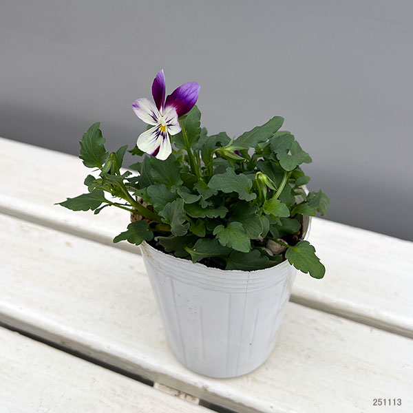 ビオラ：アピスグレイス3号ロングポット 12株セット