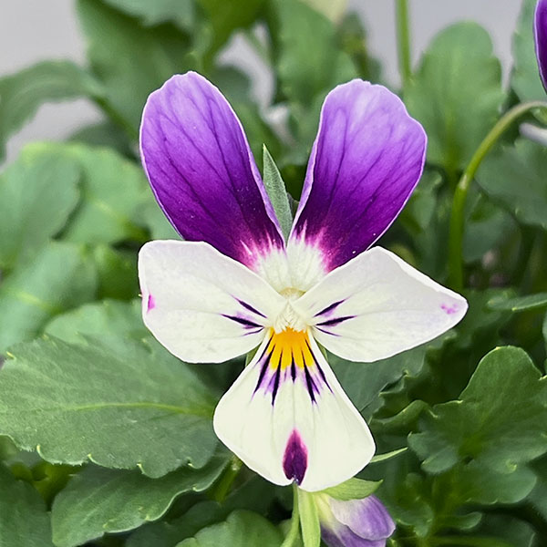 ビオラ：アピスグレイス3号ロングポット 12株セット