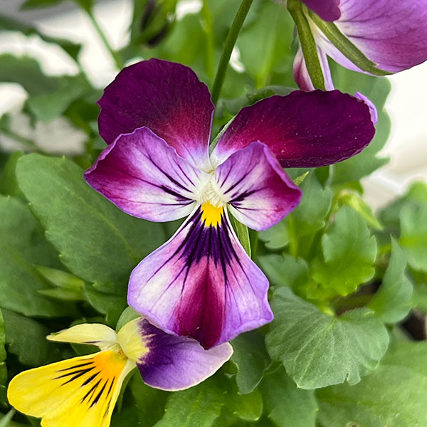 ビオラ：アピスグレイス3号ロングポット 12株セット