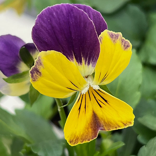 ビオラ：アピスグレイス3号ロングポット 12株セット