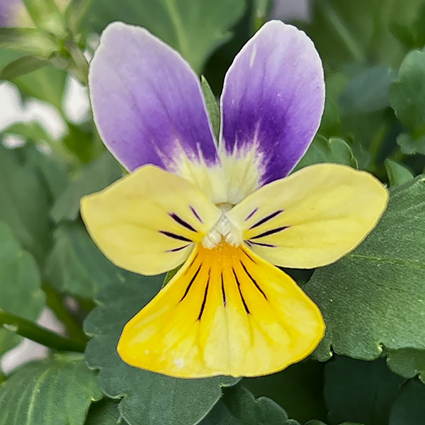 ビオラ：アピスグレイス3号ロングポット 12株セット