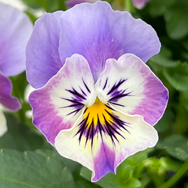 ビオラ：アピスグレイス3号ロングポット 12株セット