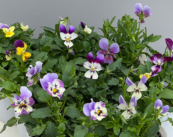 ビオラ：アピスグレイス3号ロングポット 12株セット