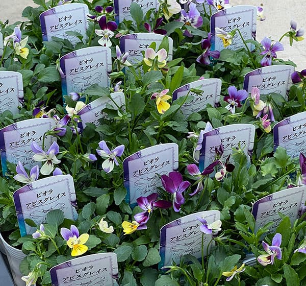 ビオラ：アピスグレイス3号ロングポット 12株セット