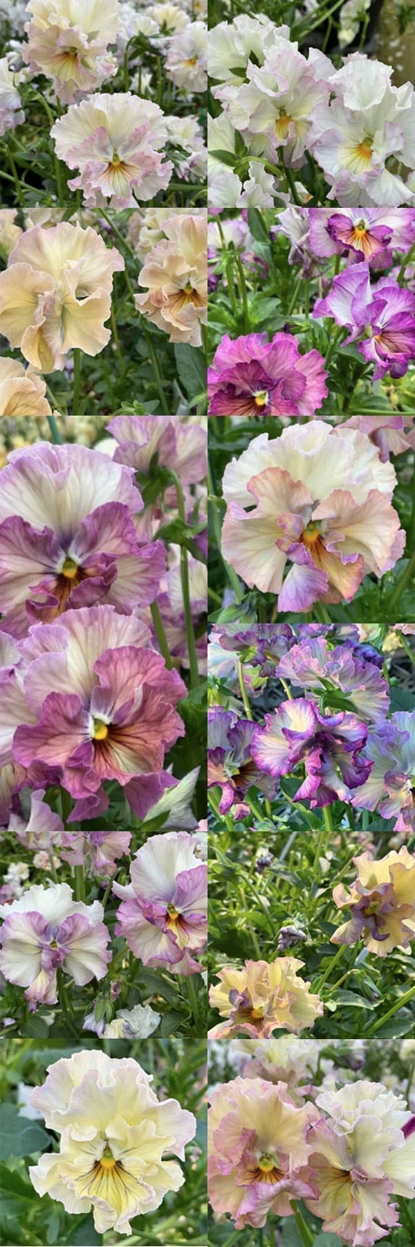 パンジー：フェデネージュ　ルミエールMIX3号ロングポット