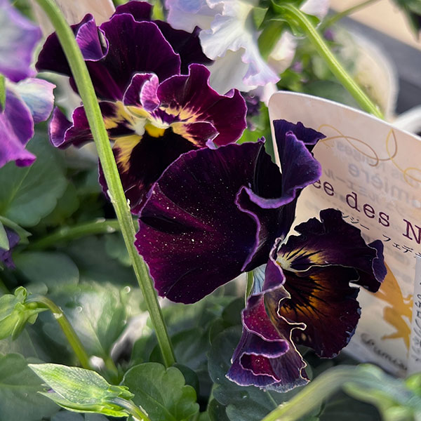 パンジー：フェデネージュ　ルミエールMIX3号ロングポット