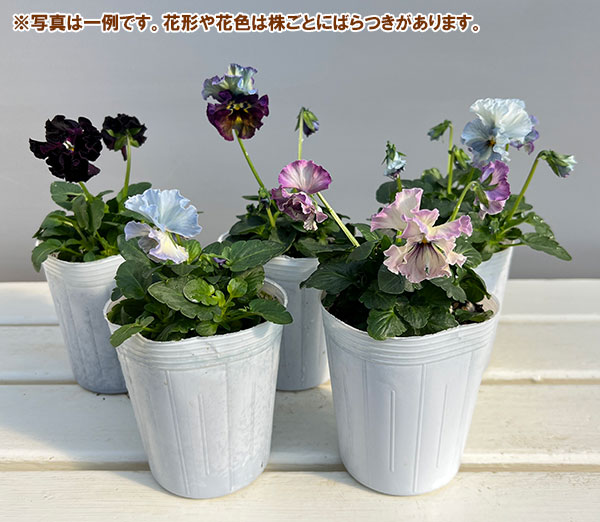 パンジー：フェデネージュ　ルミエールMIX3号ロングポット