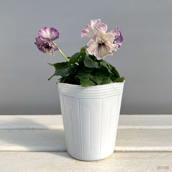 パンジー：フェデネージュ　ルミエールMIX3号ロングポット