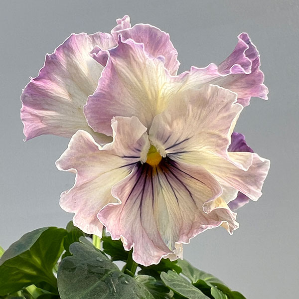 パンジー：フェデネージュ　ルミエールMIX3号ロングポット