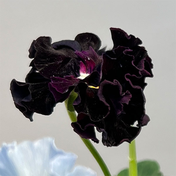 パンジー：フェデネージュ　ルミエールMIX3号ロングポット