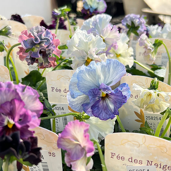 パンジー：フェデネージュ　ルミエールMIX3号ロングポット