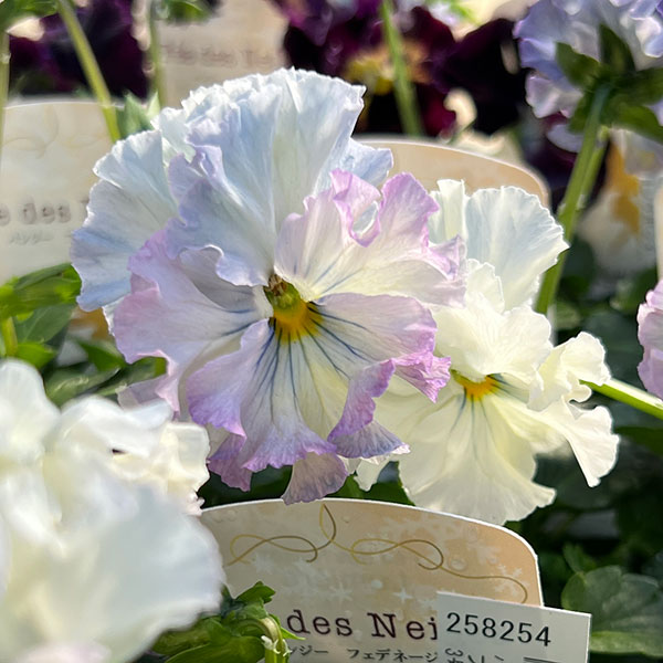 パンジー：フェデネージュ　ルミエールMIX3号ロングポット
