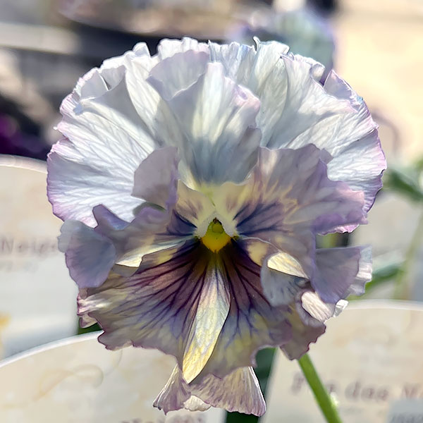 パンジー：フェデネージュ　ルミエールMIX3号ロングポット