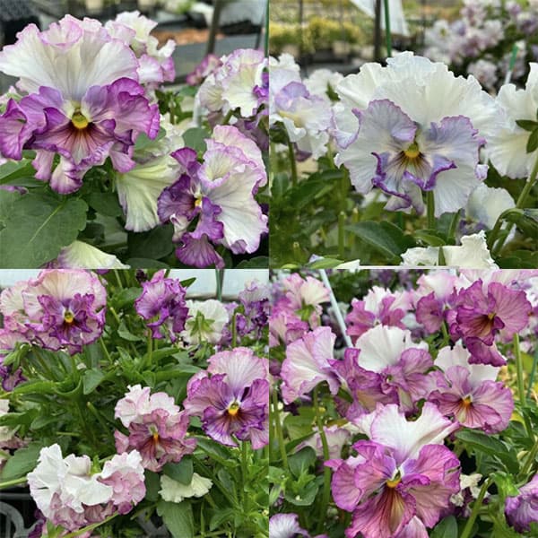 パンジー：フェデネージュ　モネブルー3号ロングポット