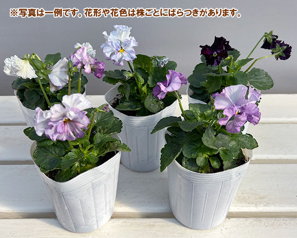 パンジー：フェデネージュ　モネブルー3号ロングポット