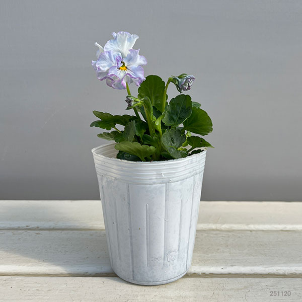 パンジー：フェデネージュ　モネブルー3号ロングポット