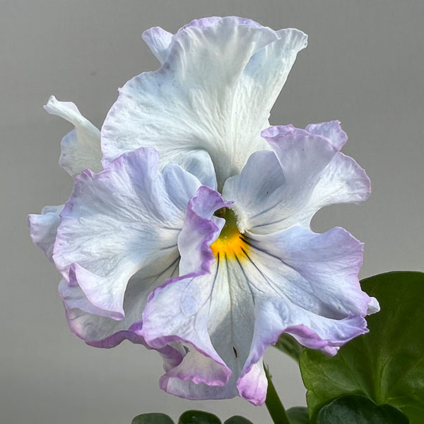 パンジー：フェデネージュ　モネブルー3号ロングポット