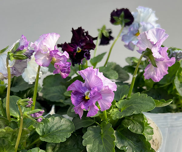 パンジー：フェデネージュ　モネブルー3号ロングポット