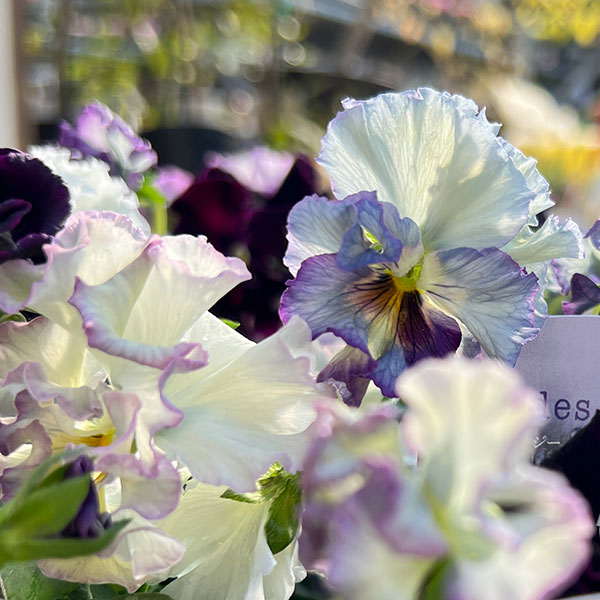 パンジー：フェデネージュ　モネブルー3号ロングポット