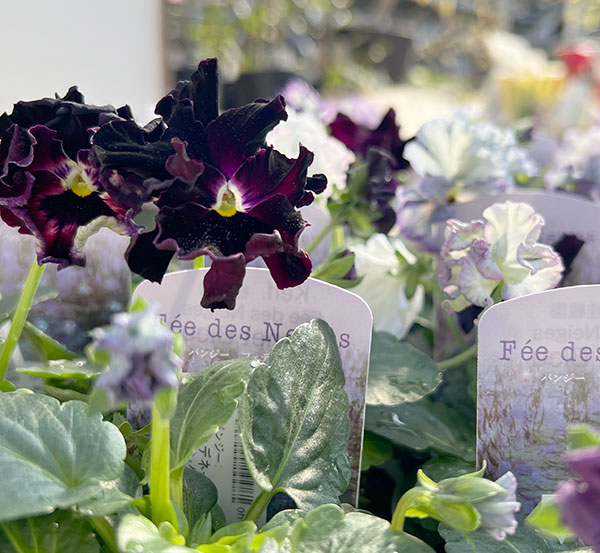 パンジー：フェデネージュ　モネブルー3号ロングポット