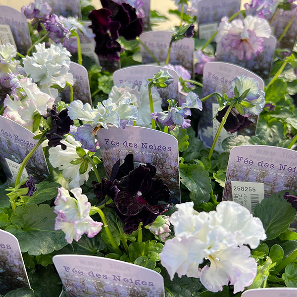 パンジー：フェデネージュ　モネブルー3号ロングポット