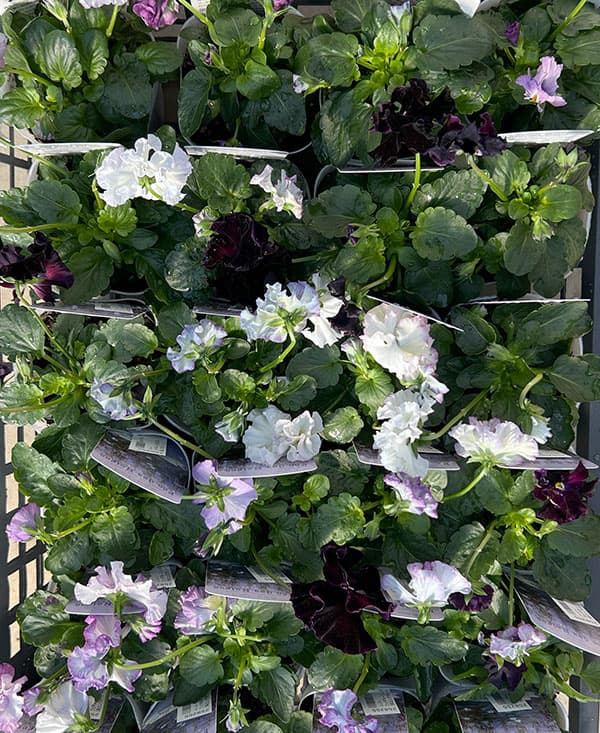 パンジー：フェデネージュ　モネブルー3号ロングポット