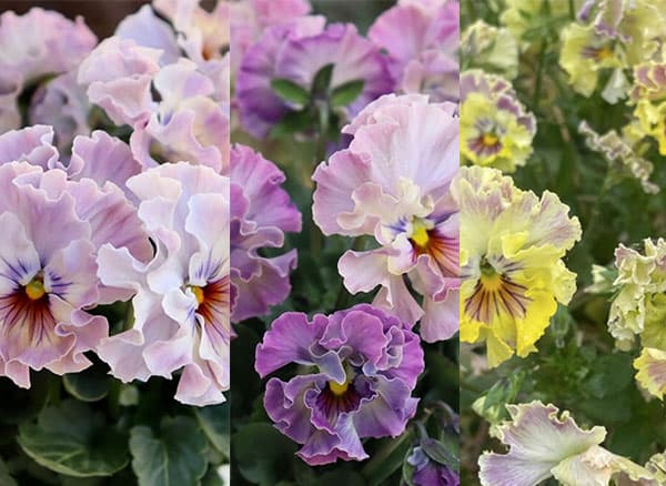 パンジー：フェデネージュ　トイプー3-3.5号ポット 3株セット