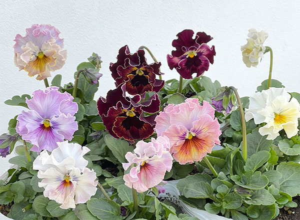 パンジー：フェデネージュ　トイプー3-3.5号ポット 3株セット