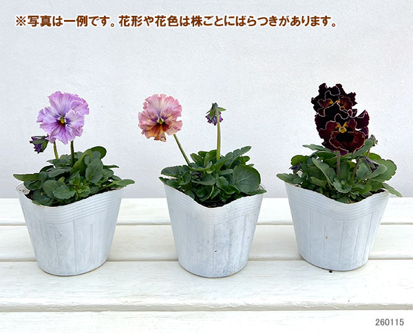 パンジー：フェデネージュ　トイプー3-3.5号ポット 3株セット