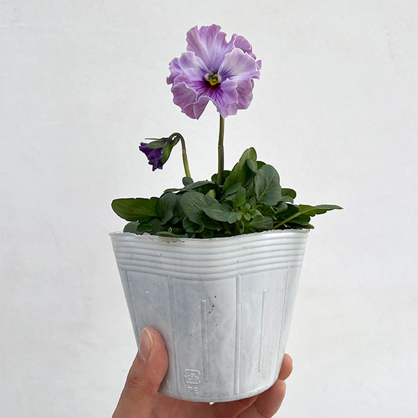 パンジー：フェデネージュ　トイプー3-3.5号ポット 3株セット