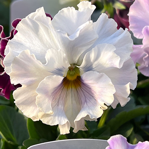 パンジー：フェデネージュ　トイプー3-3.5号ポット 3株セット