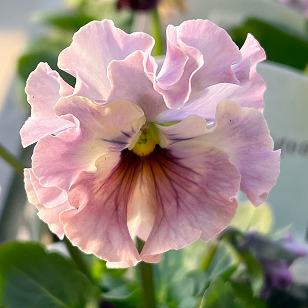 パンジー：フェデネージュ　トイプー3-3.5号ポット 3株セット