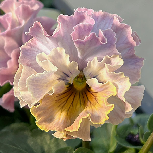 パンジー：フェデネージュ　トイプー3-3.5号ポット 3株セット