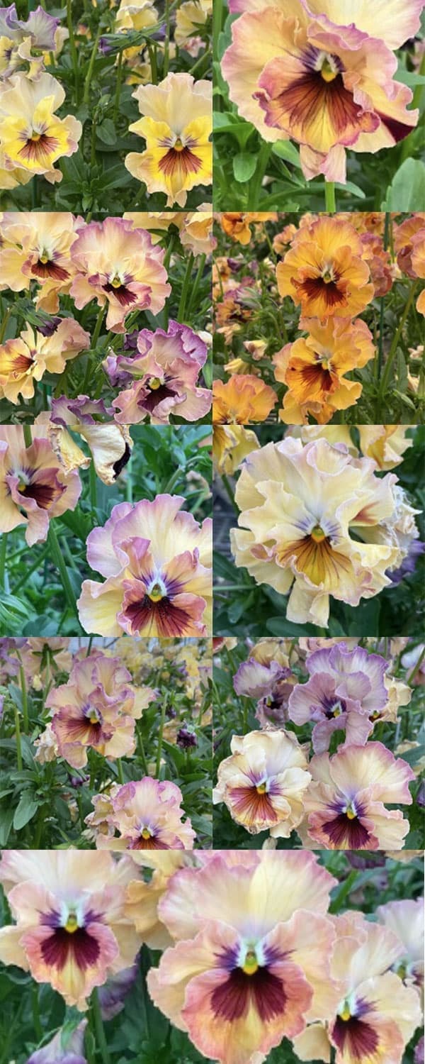 パンジー:フェデネージュ モネ 積みわら3号ロングポット