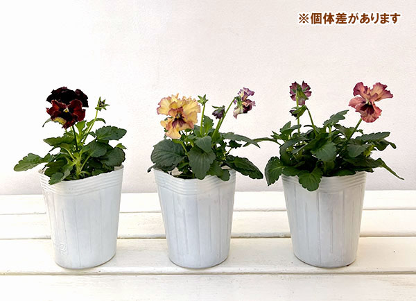 パンジー:フェデネージュ モネ 積みわら3号ロングポット