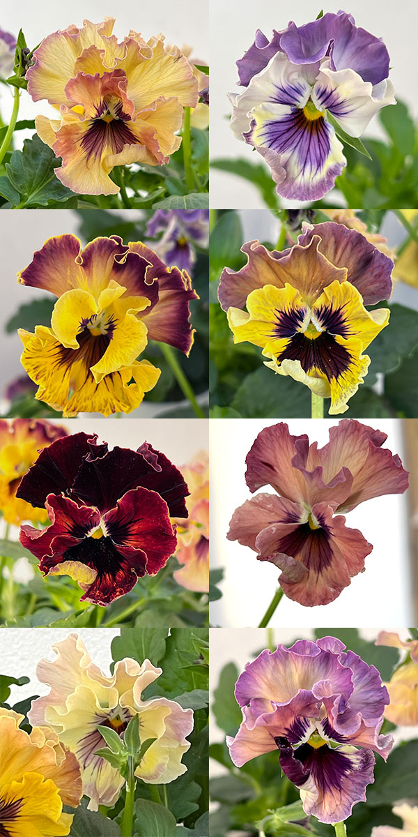 パンジー:フェデネージュ モネ 積みわら3号ロングポット