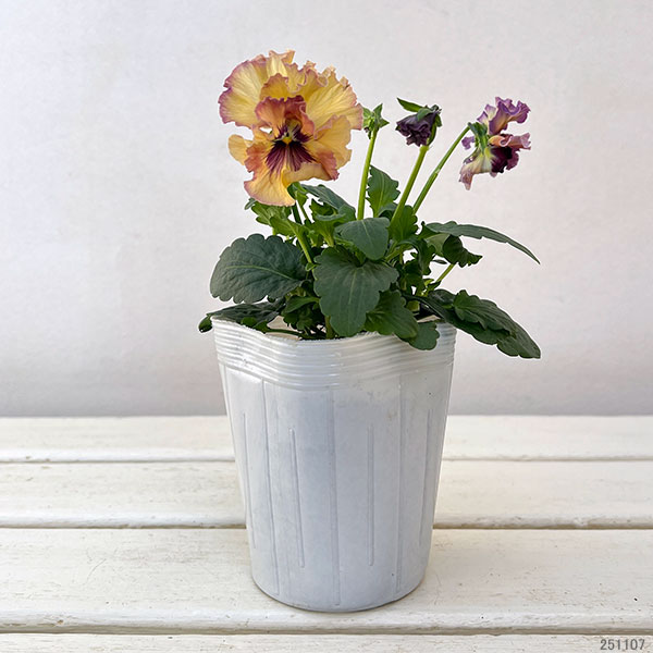 パンジー:フェデネージュ モネ 積みわら3号ロングポット