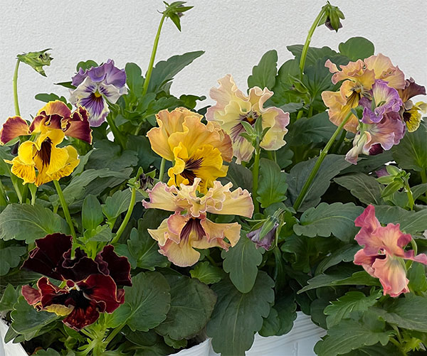 パンジー:フェデネージュ モネ 積みわら3号ロングポット