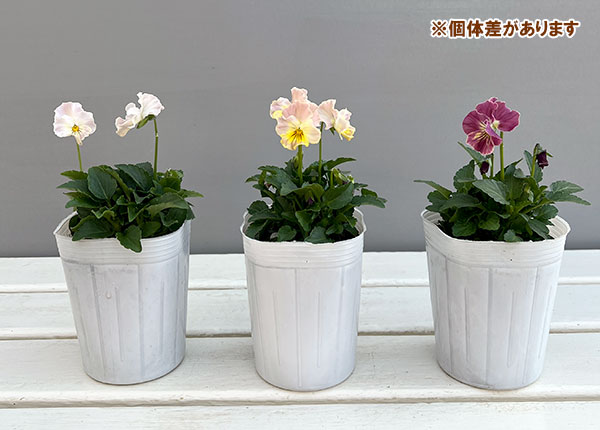 ビオラ(フリル咲き):パステルフリル桜貝3-3.5号ポット