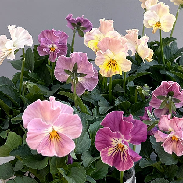 ビオラ(フリル咲き):パステルフリル桜貝3-3.5号ポット