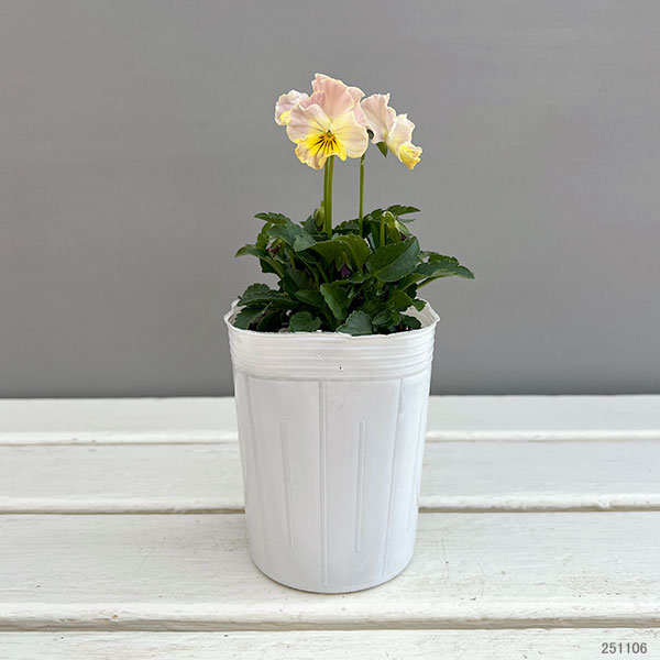 ビオラ(フリル咲き):パステルフリル桜貝3-3.5号ポット