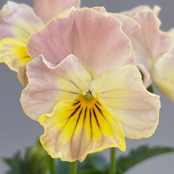 ビオラ(フリル咲き):パステルフリル桜貝3-3.5号ポット