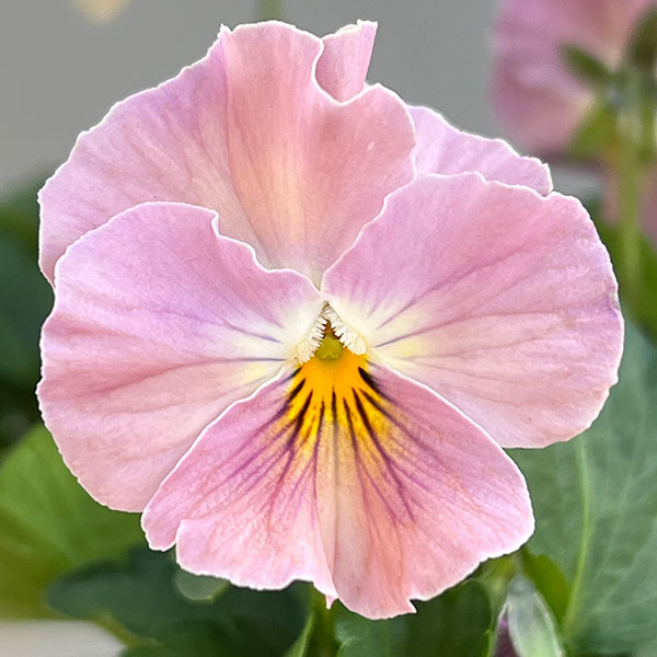 ビオラ(フリル咲き):パステルフリル桜貝3-3.5号ポット