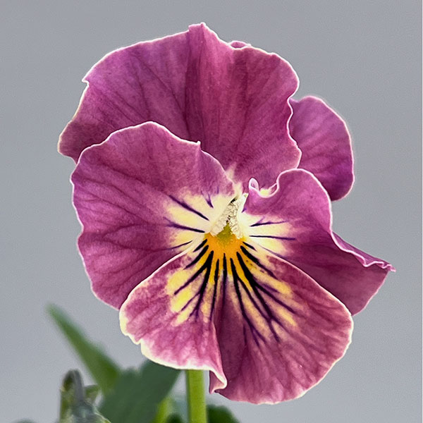 ビオラ(フリル咲き):パステルフリル桜貝3-3.5号ポット