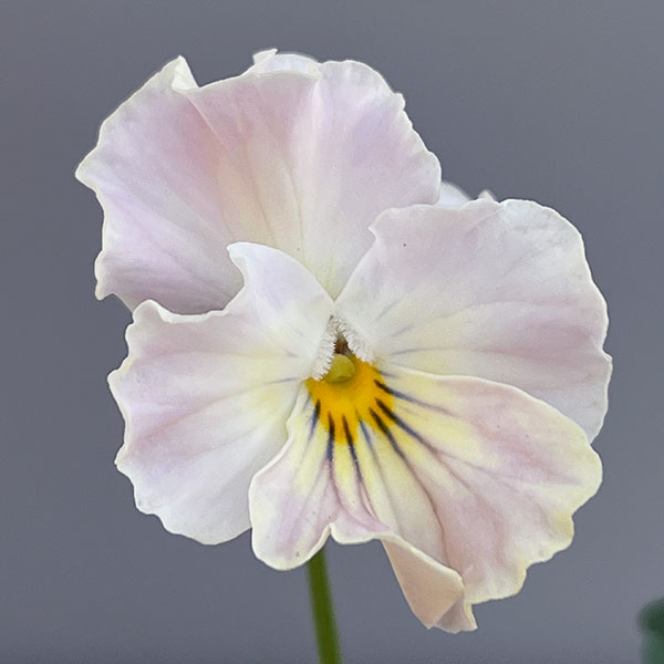 ビオラ(フリル咲き):パステルフリル桜貝3-3.5号ポット